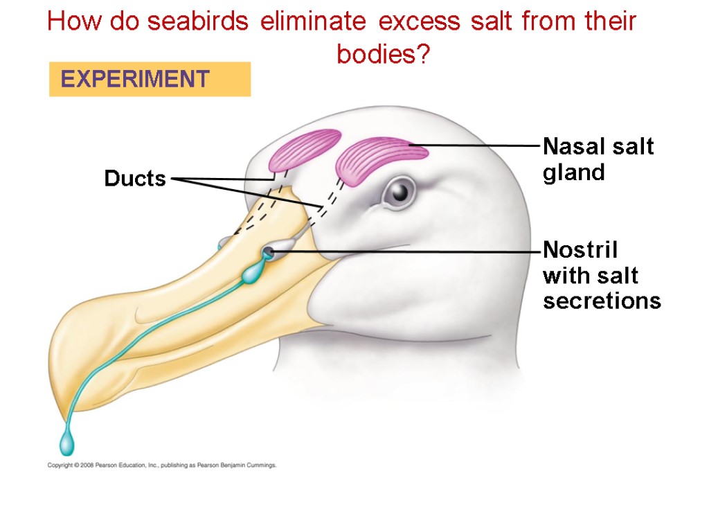 How do seabirds eliminate excess salt from their bodies? Ducts Nostril with salt secretions